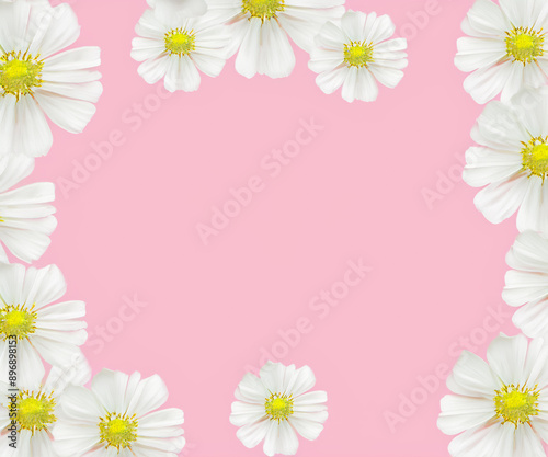 Template white flowers with yellow stamens placed on a pink background.