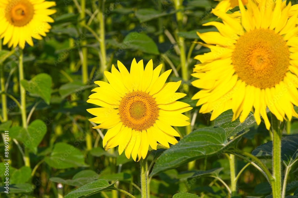 Fototapeta premium Scenic view of sunflower field in bright sunlight on a sunny summer morning at farm at Swiss City of Zürich. Photo taken July 25th, 2024, Zurich, Switzerland.
