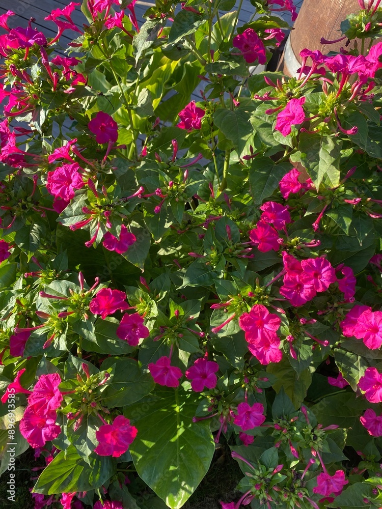 mirabilis jalapala mirabilis jalapala
