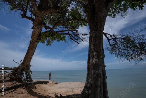 A man walks alone near a large tree on a cliff near the beach. A man looks at the ocean view on a cliff near the beach on a sunny day