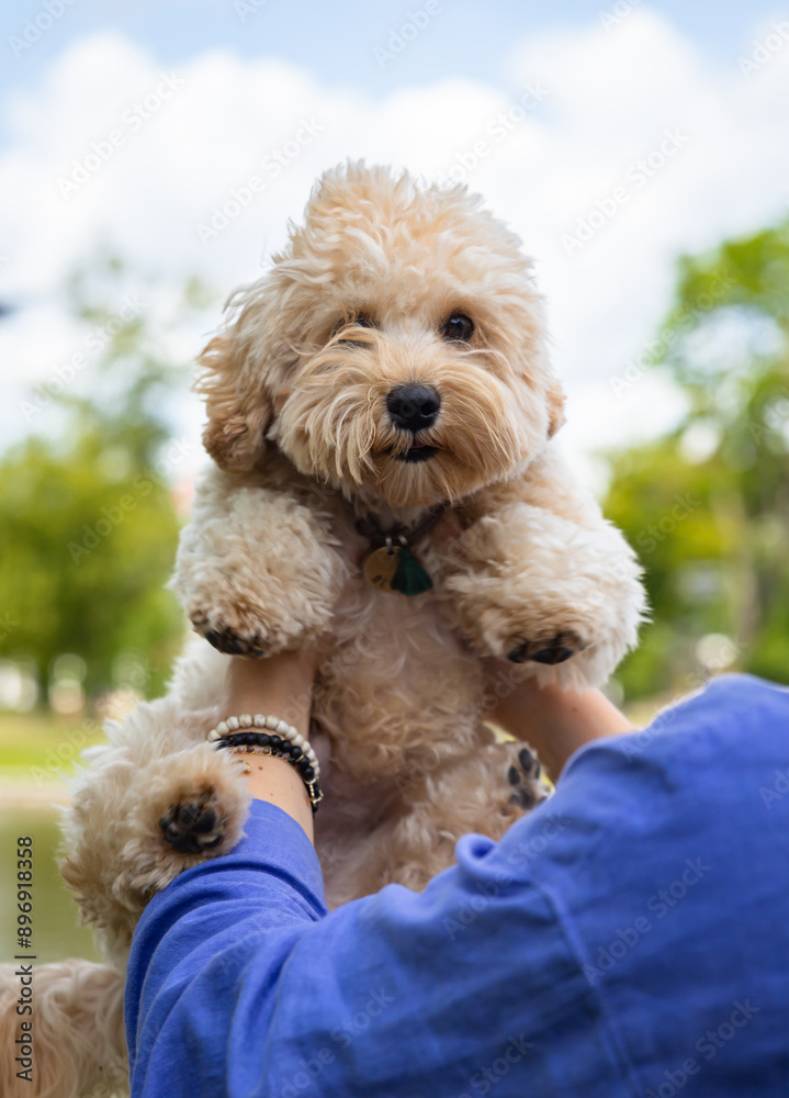 A small dog is being held by a person's hand. The dog is curled up and he is comfortable in the person's arms A small dog is being held by a person's hand. The dog is curled up and he is comfortable in the person's arms