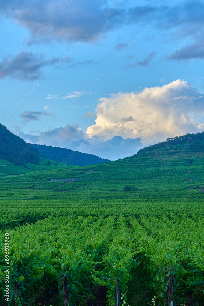 Fototapeta premium Paysage d'Alsace