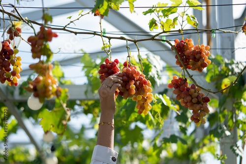 A woman picks fresh red grapes in the vineyard