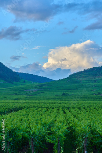 Paysage d'Alsace