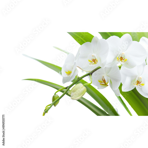 white orchid on white background