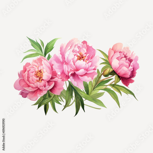 Vibrant watercolor pink peony flowers