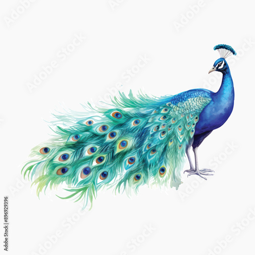 Vibrant peacock with colorful feathers