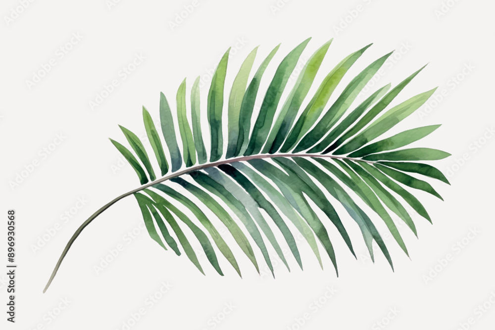 Elegant tropical palm leaf illustration Elegant tropical palm leaf illustration