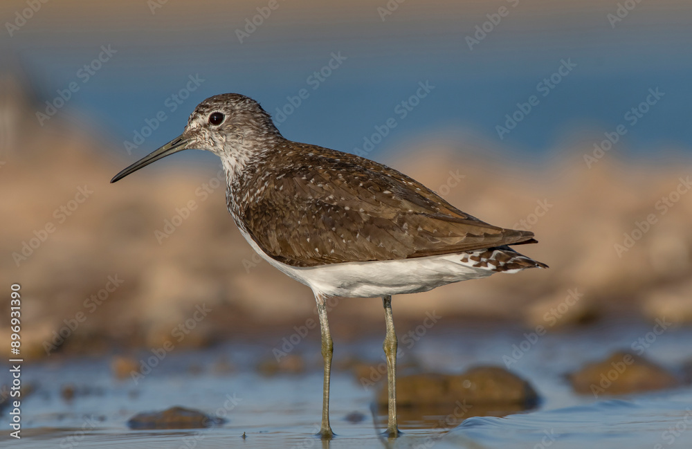 Green Sandpiper (Tringa ochropus) is usually found near freshwater. living in smaller bodies of water such as streams and ponds.There is a dense area on the Tigris River in Diyarbakır. Green Sandpiper (Tringa ochropus) is usually found near freshwater. living in smaller bodies of water such as streams and ponds.There is a dense area on the Tigris River in Diyarbakır.