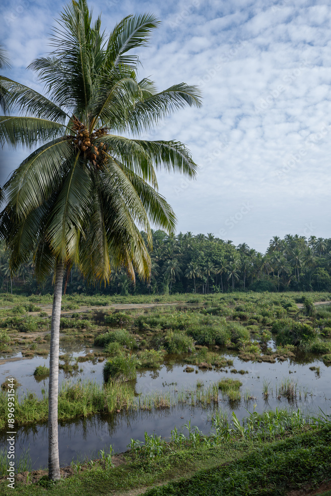 Obraz premium Coconut plantations in Indonesia
