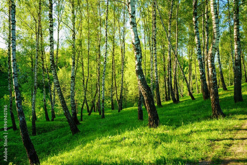 Obraz premium Grove of birches with young green leaves at sunset or sunrise in spring or summer.