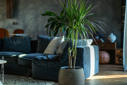 A modern living room with a tall, leafy Dracaena marginata in a corner. photo