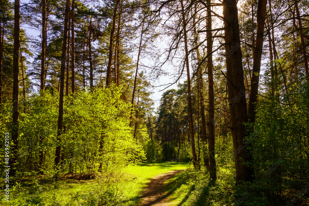 Obraz premium Sunbeams streaming through the pine trees and illuminating the young green foliage on the bushes in the pine forest in spring.