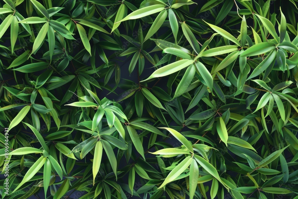 Fototapeta premium Vivid green bamboo leaves are forming a dense hedge, creating a natural and refreshing background