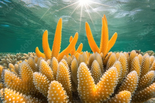 Coral reef colony photo