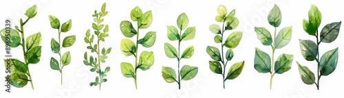 A collection of watercolor leaves showcasing various shapes and shades of green, perfect for botanical designs and nature themes.