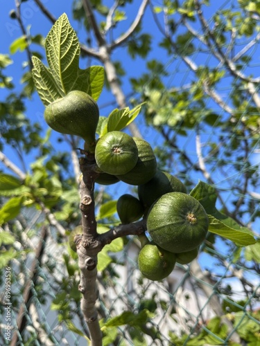 a fig tree with beautiful green fruits highlighted.