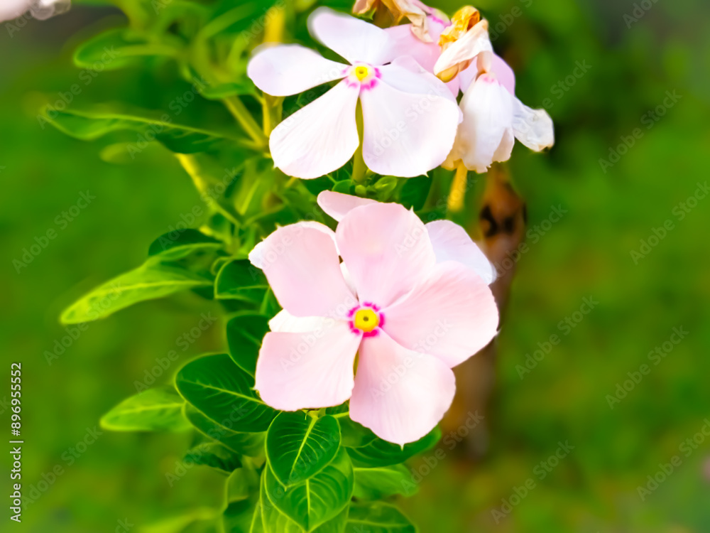 Obraz premium flowers