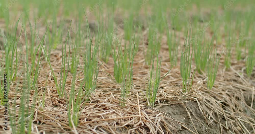 Onion plants cultivated on field at sunset.Green onion plants in garden.The onions are growing.