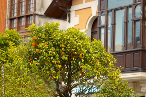 Orange tree with ripe fruits in front of a traditional European house