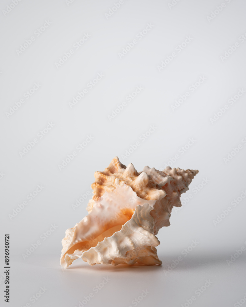 Beautiful sea shell on light grey background, studio shot Beautiful sea shell on light grey background, studio shot