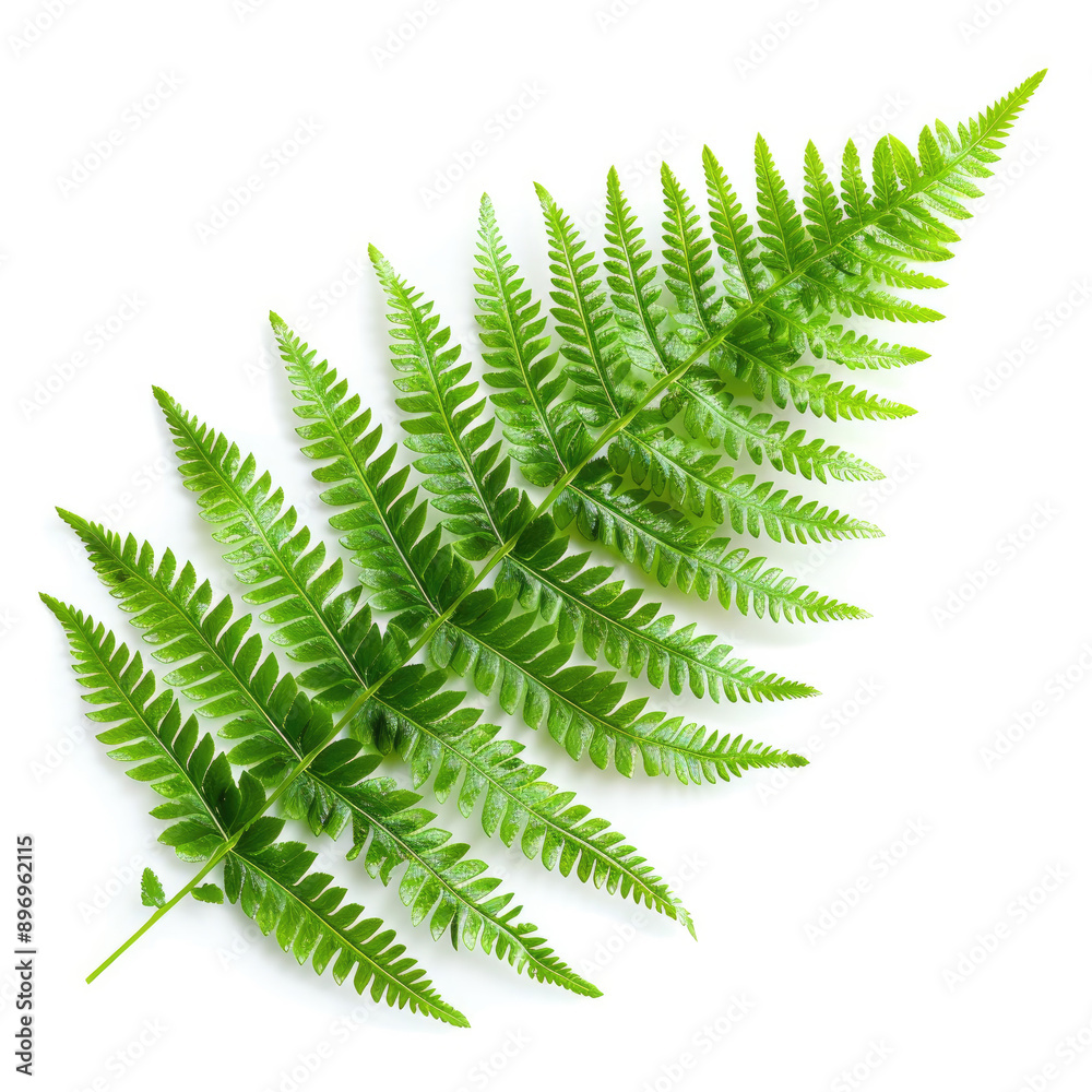 fern leaf isolated on white fern leaf isolated on white