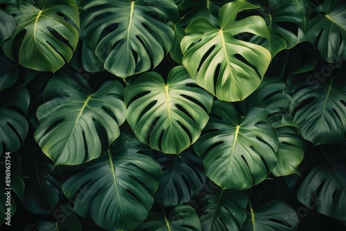 Monstera leaves summer minimal flat lay background view.