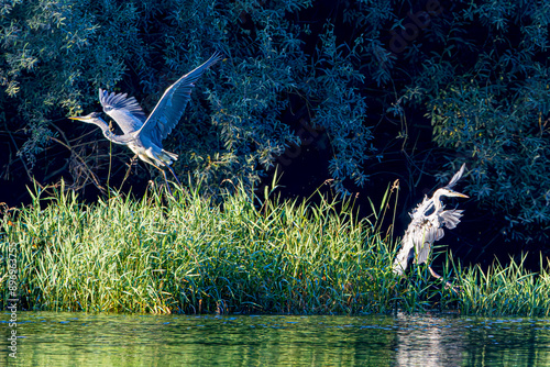 Obraz na płótnie great heron