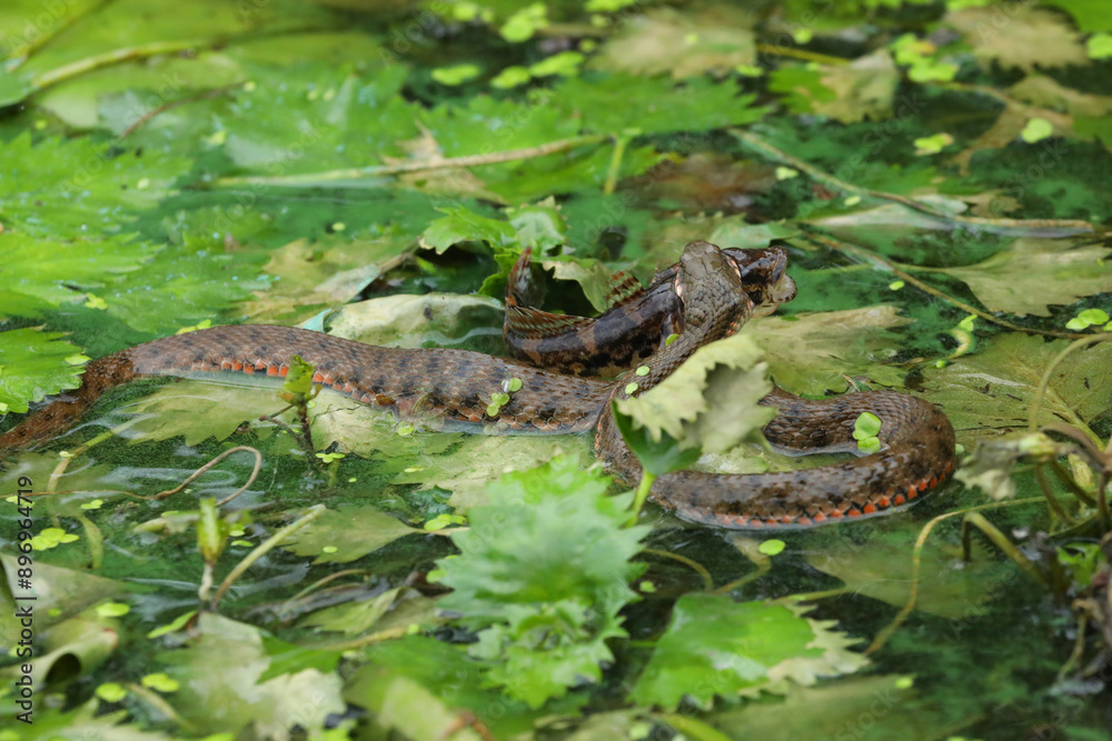Water snake eaiting fish in the water. Wildlife in the river Water snake eaiting fish in the water. Wildlife in the river