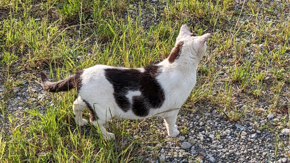 ねこ ねこ