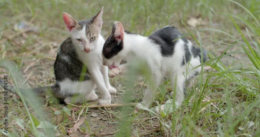 Two stray kittens cleaned themselves up after eating.Cute stray kitten.Slow motion footage. Two stray kittens cleaned themselves up after eating.Cute stray kitten.Slow motion footage.