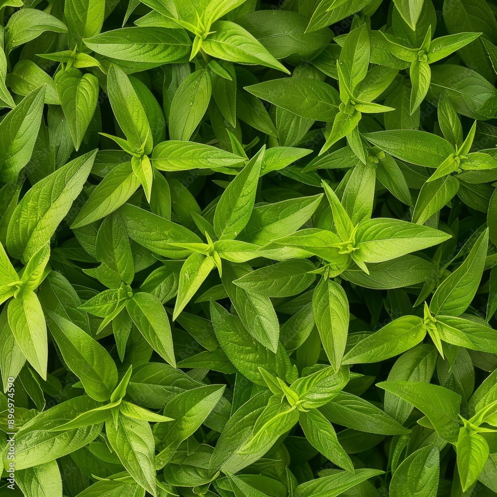 Many fresh lemon verbena leaves texture background, fragrant spices pattern, Aloysia citrodora Many fresh lemon verbena leaves texture background, fragrant spices pattern, Aloysia citrodora