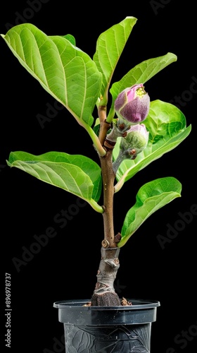 Wallpaper Mural ficus carica seedlings growing single leaf thick with flowers and unripe fruit. in black polybag. Torontodigital.ca
