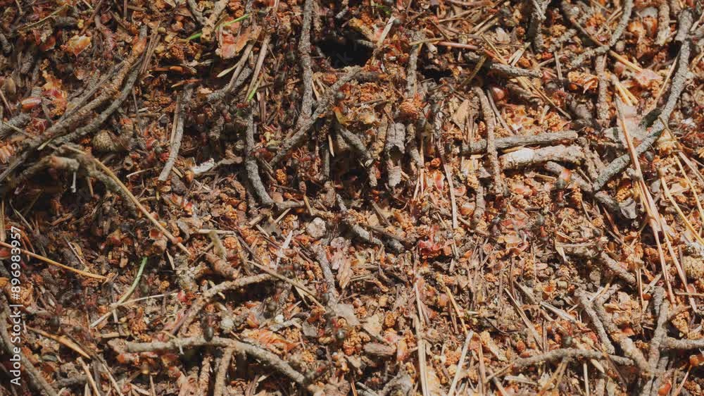 Close-up of a large anthill in the forest. Macro photography of working insects. Ants in the wild. Close-up of a large anthill in the forest. Macro photography of working insects. Ants in the wild.