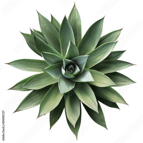 A top view of an agave plant, isolated on a transparent background, without shadows, text, or letters.
