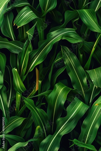 Agricultural crop growing in rows.