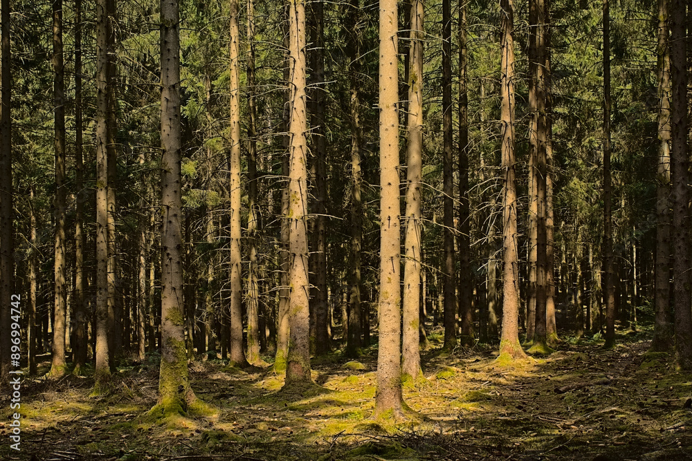 Obraz premium tree trunks in a sSunny pine forest in Ardennes near Saint Hubert, Wallonia, Belgium 
