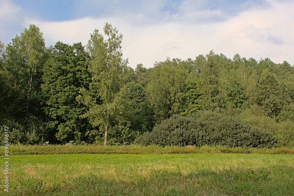 Obraz premium Meadow and forest on a summer day in Ardennes, Wallonia, Belgium