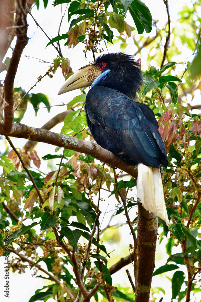 Fototapeta premium Wreathed hornbill, Bar-pouched wreathed hornbill on branch birdwatching in the forest.