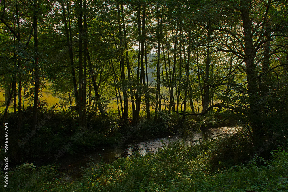 Fototapeta premium Lush green deciduous forest with La Lomme river near Saint-Hubert, Luxembourg, Wallonia, Belgium 