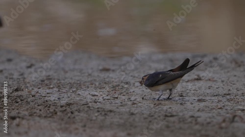 colorful Red-rumped Swallow in Nepal photo