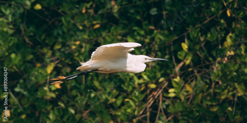 Goa, India. White Little Egret Flying On Background Greenery photo