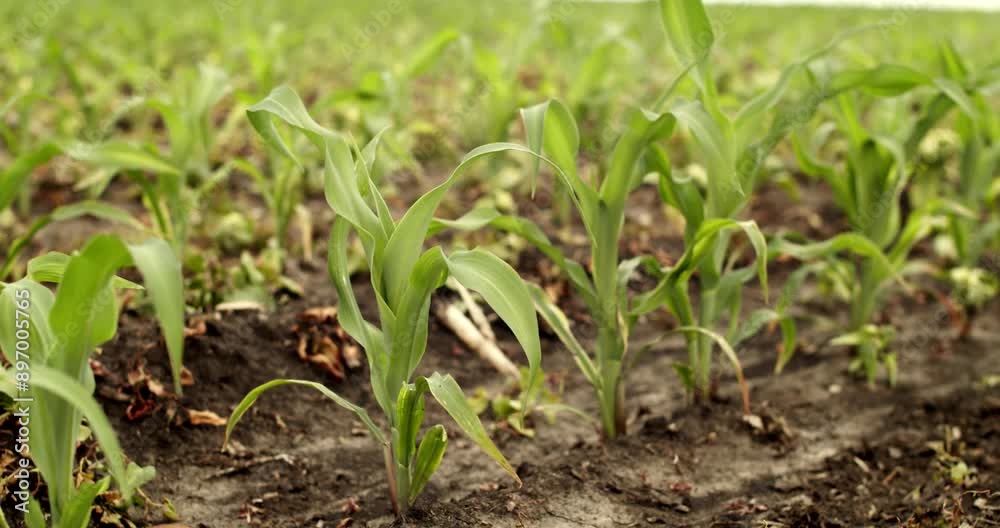 Green young corn plants on field, seedlings on fertile soil. Corn field, growing corn in an agricultural field Green young corn plants on field, seedlings on fertile soil. Corn field, growing corn in an agricultural field