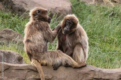 Simien Monkeys at the Yorkshire Wildlife Park