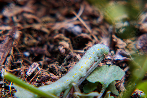 green caterpillar on a leaf