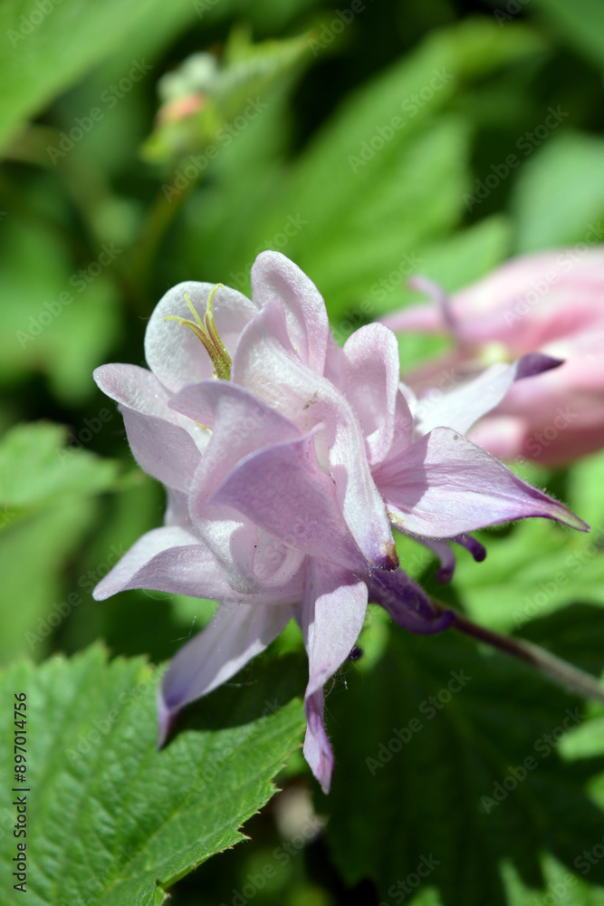 Beautiful and bright sunny green nature summer. Pink flowering watershed flowers growing in home garden. Beautiful and bright sunny green nature summer. Pink flowering watershed flowers growing in home garden.