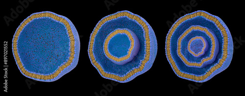 Liposome types and cross-sections. From left to right: unilamellar (LUV), oligolamellar (OLV), multilamellar (MLV). 3d illustration. photo