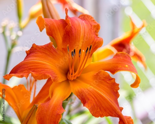 Photography Primal Scream orange day lily in the lily garden