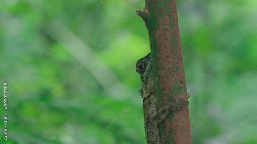 A green lizard climbs a tree trunk in the tropical rainforest of Indonesia A green lizard climbs a tree trunk in the tropical rainforest of Indonesia