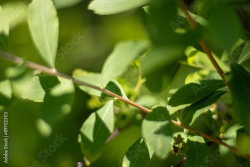 fresh green leaves with shallow depth of field on a natural background